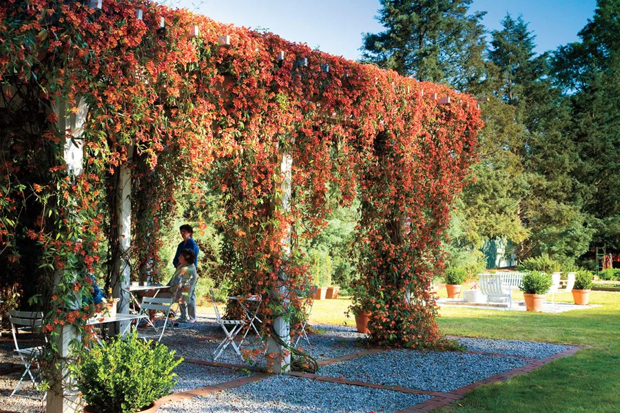 Queen Street Arbor Backyard